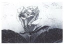 バラ便り News from rose 1