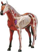 動物解剖シリーズ　馬解剖モデル