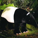 P[Z ʂ }[oN/MALAYAN TAPIR