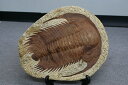 三葉虫 化石 モロッコ産