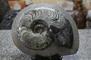 アンモナイト磨き モロッコ産