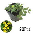 ポテンティラ・ベルナ20Potセット【1Potあたり230円...