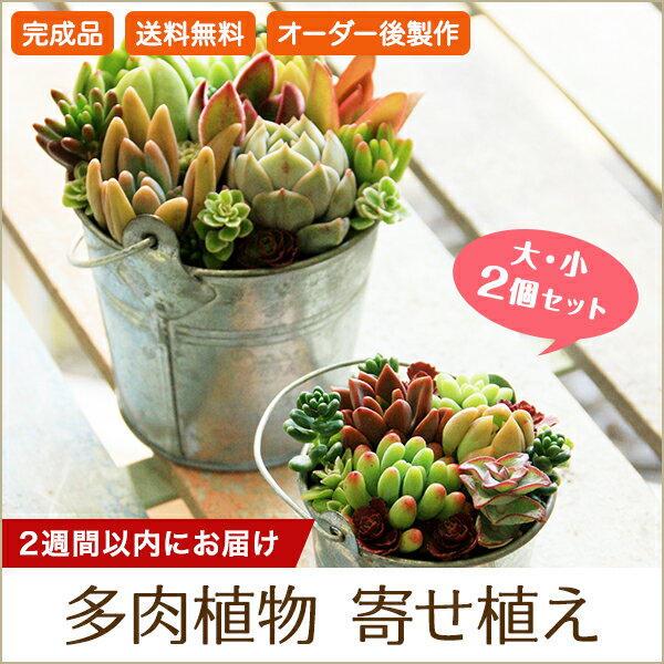 【写真付きレビュー】届いたらすぐ飾れる！ 多肉植物の寄せ植え バケツ型 大・小セット 税込・送料無料の通販商品&口コミ情報