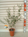 【現品】オリーブの木 ルッカ 1096 1.3m《シンボルツリーに最適なオリーブの苗木、庭木や鉢植えとして人気》