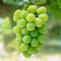 yʁz@1N@EBXt[ږؕc@ʎc؁EԂǂEEuhE
