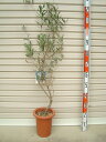 【現品】オリーブの木 1.5m 11081《シンボルツリーに最適なオリーブの苗木、庭木や鉢植えとして人気》