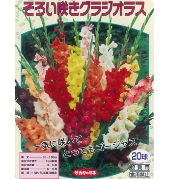 春植え球根　そろい咲きグラジオラス【20球入】