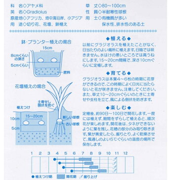 春植え球根　そろい咲きグラジオラス【20球入】