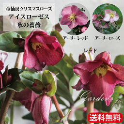 <strong>クリスマスローズ</strong> <strong>氷の薔薇</strong> 苗 アイスローゼス アーリーレッド レッド アーリーローズ Ice N’rose 4.5号 4.5寸 最優秀賞受賞 Christmas rose グランドカバー 常緑 多年草 耐寒性 宿根草 童仙房ナーセリー 【送料無料】