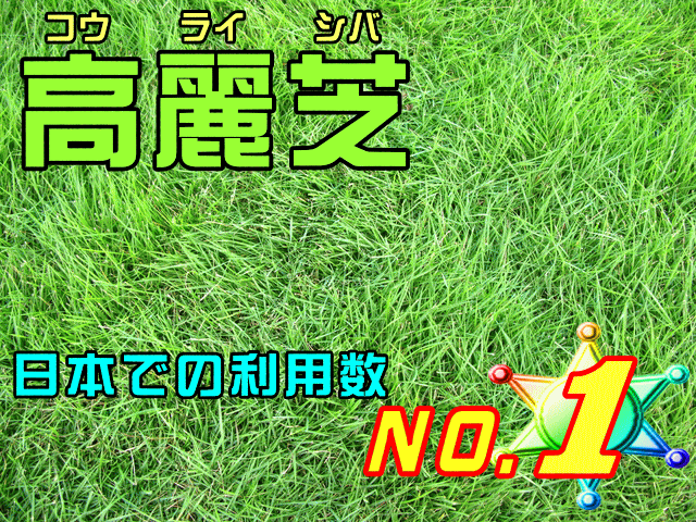 【送料込み】高麗芝（1m×1m）　肌触りがとても良い緑の天然じゅうたん♪【あす楽対応_九州】【SBZcou1208】お庭に寝そべられる天然芝の空間を作って見ませんか？