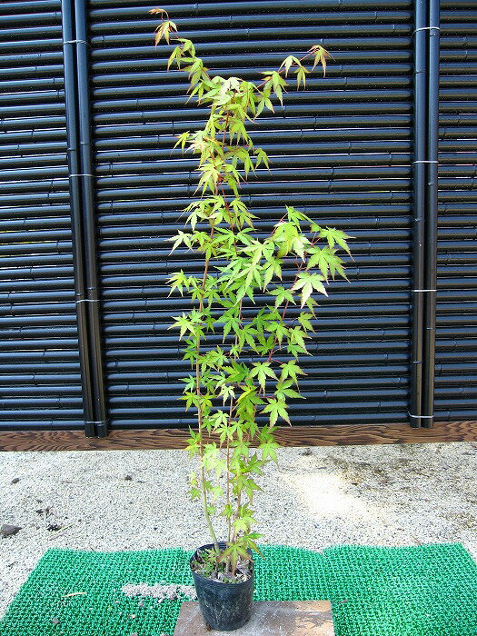 イロハモミジ 樹高80cm前後 カエデ 鉢植えにも最適なポット苗【あす楽対応_九州】【SBZcou1208】四季折々に　葉の色を変えるモミジ♪紅葉がとても綺麗です☆