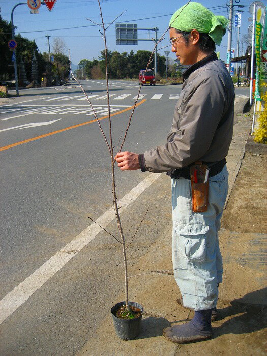 日本の代表的な桜 ソメイヨシノ樹高1.5m前後 染井吉野【SBZcou1208】