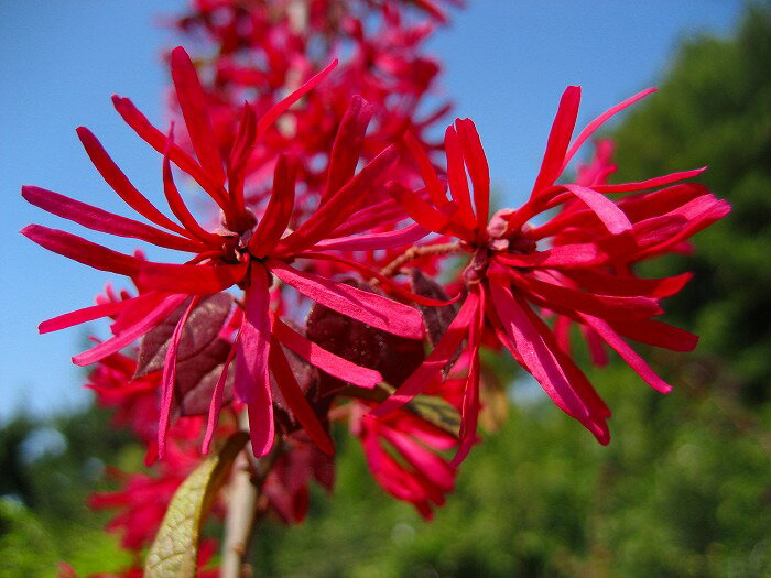 生垣に大人気の樹木☆トキワマンサク樹高80cm前後 赤葉・赤花 常盤満作