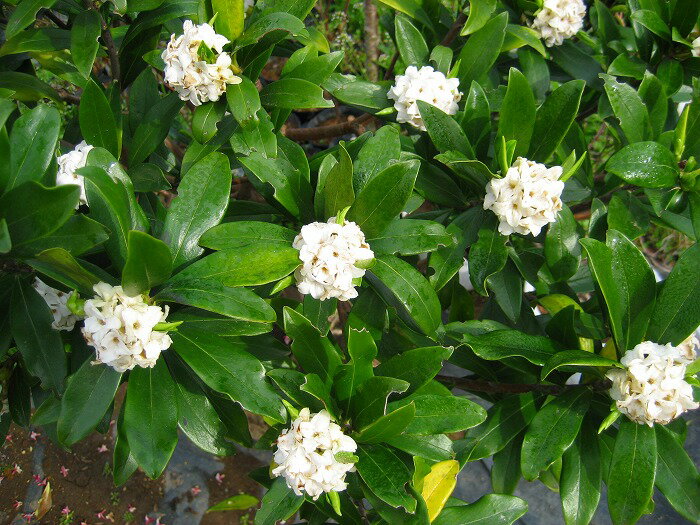 Img55978952