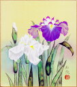 鈴木加弥『菖蒲』色紙絵