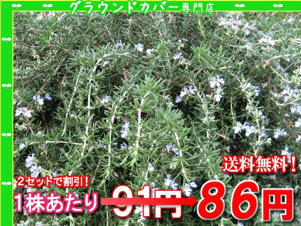 【シルバープライス】這性ローズマリー　たっぷり120株セット　1株あたり94円【香りのじゅうたんを作りましょう♪】