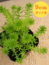 多肉植物 セダム【アカプルコゴールド】 9cmポット苗【緑のじゅうたんを作りましょう♪】
