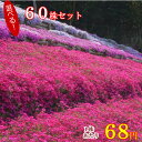 シバザクラ(芝桜) たっぷり60株セット苗 【品種が選べる!】