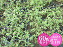 クリーピングタイム【赤花】 たっぷり60株セット 1株あたり67円【香りのじゅうたんを作りましょう♪】