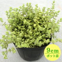 多肉植物 セダム【リトルフロッジー】 9cmポット苗【緑のじゅうたんを作りましょう♪】