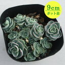 多肉植物 セダム【ミセバヤ】 9cmポット苗【緑のじゅうたんを作りましょう♪】