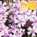 シバザクラ【ひなの道具】 30株セット 1株あたり83円【ことぶきプラグ苗ハーフ】