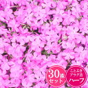 シバザクラ【マクダニエルクッション】 30株セット 1株あたり83円【ことぶきプラグ苗ハーフ】