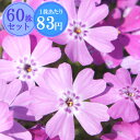 シバザクラ(芝桜)【水車の妖精】 たっぷり60株セット 1株あたり78円【花のじゅうたんを作りましょう♪】