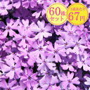 【1ポット?】芝桜 優雅な紫「オーキントンブルーアイ」 ポット直径9cm
