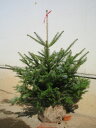 「もみの木 クリスマスツリー 購入」今年こそ！本物モミの木の生ツリー！届いて・植えて・すぐ綺麗！購入はお早めに！鉢植えではないです。トウヒではない本物！もみの木 モミの木 クリスマスツリー 100cm クリスマス 購入 鉢植えではないです。トウヒではない本物！