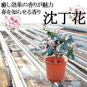 沈丁花（ジンチョウゲ） 5年生　5寸　癒し効果の香りが魅力！春を知らせる香り！送料無料 沈丁花 ジンチョウゲ 苗木 植木 鉢花 鉢植え