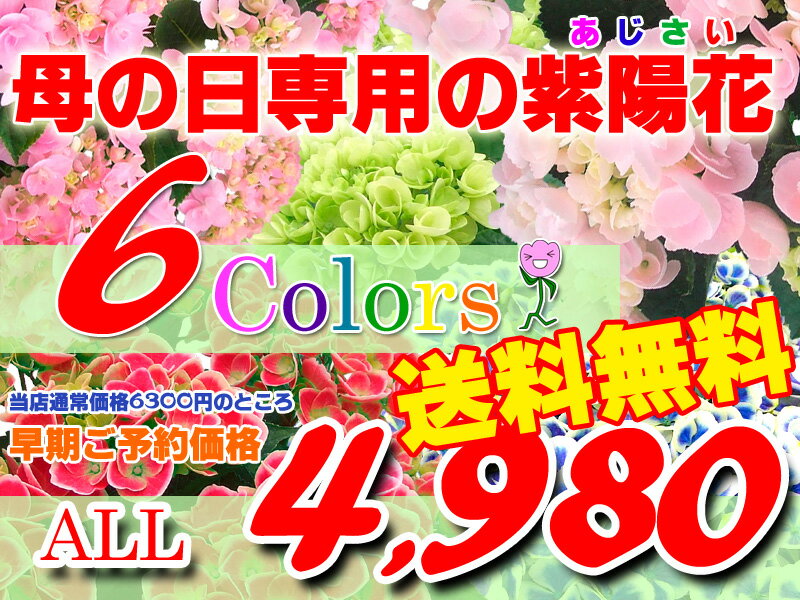 母の日 感動の紫陽花（アジサイ）　6号セレブサイズ！通常6300円を→早期ご予約価格4980円！プレゼント 早割 鉢植え ギフト 送料無料 花 2012 あじさい【代引き不可】【同梱不可】