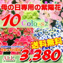 母の日 感動の紫陽花（アジサイ）　5号！通常4980円を→早期ご予約価格3380円！プレゼント 早割 鉢植え ギフト 送料無料 花 2012 あじさい smtg0401母の日 プレゼント 早割 鉢植え ギフト 送料無料 花 2013 あじさい 紫陽花 アジサイ