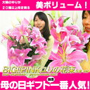 BIG！PINKユリの花束　送料無料 母の日 プレゼント 早割 2012 ギフト ユリ ゆり 15000人以上のお母さんが笑顔に0413f0413f送料無料 母の日 プレゼント 早割 鉢植え 花 ユリ ゆり 2012 ギフト