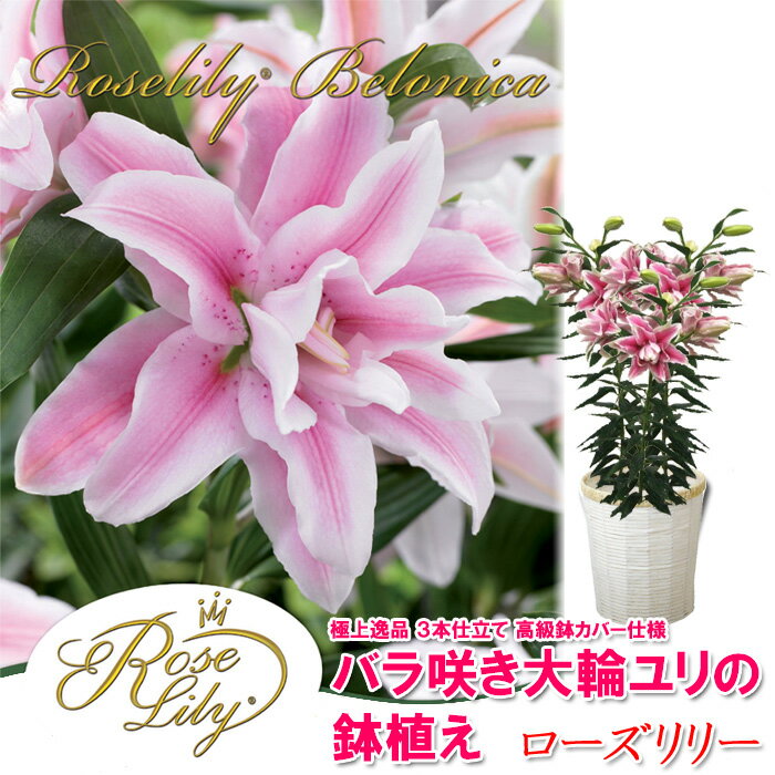 母の日 バラ咲き大輪ユリ「ローズリリー」の鉢植え　3本立ち　鉢植え プレゼント 送料無料 花 カサブランカ ギフト 2013母の日 早割 2013 鉢植え 送料無料 花 カサブランカ ギフト