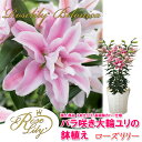 母の日 バラ咲き大輪ユリ「ローズリリー」の鉢植え　3本立ち　鉢植え プレゼント 送料無料 花 カサブランカ ギフト 2013 smtg0401母の日 早割 2013 鉢植え 送料無料 花 カサブランカ ギフト