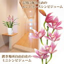 石田さんのエントランスシンビジューム　玄関にジャストサイズなミニサイズは、ほのかに香ります送料無料 シンビジューム シンピジューム シンビジウム