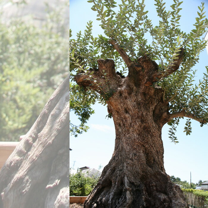 御神木　樹齢300年のオリーブの木　鉢植えになっています！全国へ自社便でお届け可能！実物の見学も可能です！庭木 常緑樹 オリーブ 苗木 植木 販売