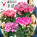 超BIGな遂に解禁！　こんなに凄いの見たことないっ！　11月下旬〜順次出荷シクラメン 鉢花 贈答用 6号