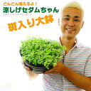 【送料無料】涼しげセダムちゃん(多肉植物)8号大鉢