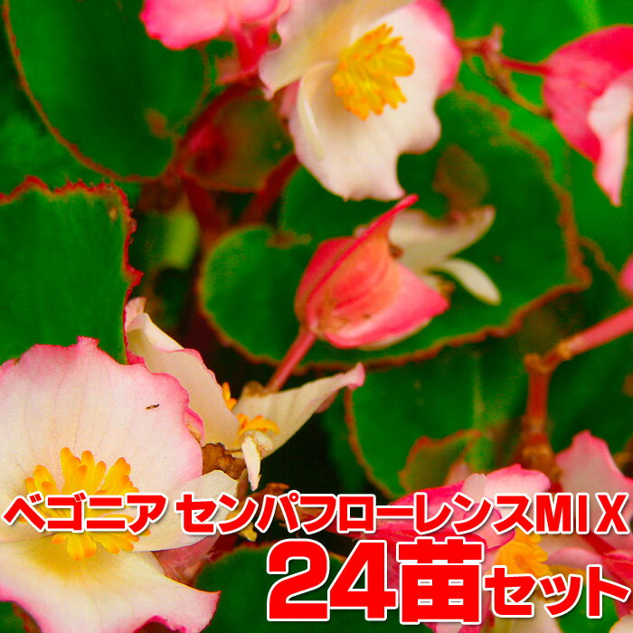 ベゴニア センパフローレンスMIX 3.5寸24苗セット　送料無料 花苗 苗 セット 福袋 季節の花苗