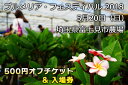 埼玉プルメリアフェスティバル 入場券&500円引きチケット 開催日:5月20日(日) リアルイベントのチケットです!【クレジットカード決済でご購入下さい】