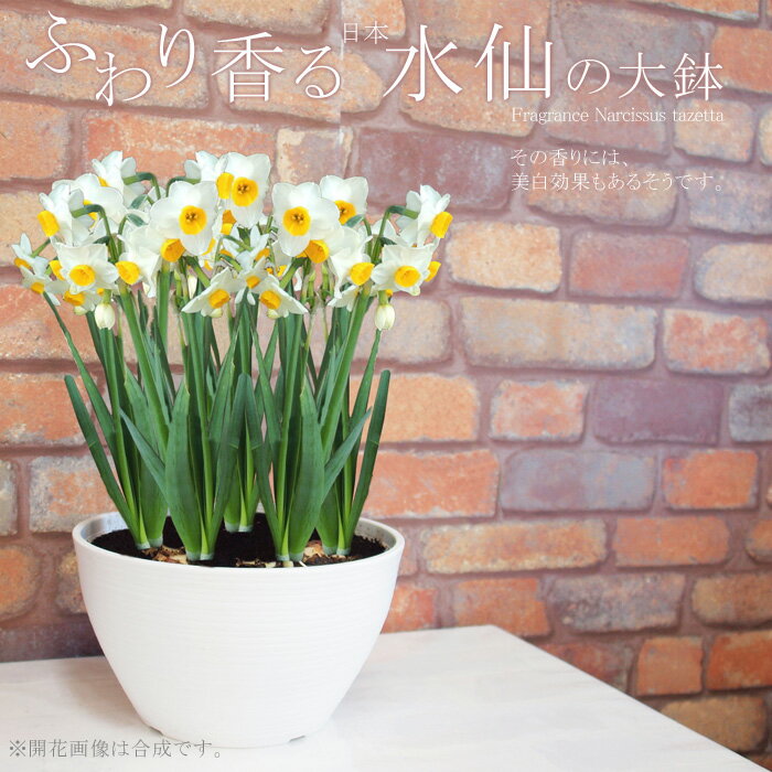 鉢植え 花　最近お疲れ気味な方に　「ふわり香る日本水仙の大鉢」　8寸寄せ　毎年咲く！地植えもOK！（玄関前の軒下などにも置けます）送料無料 鉢植え 花 寄せ植え