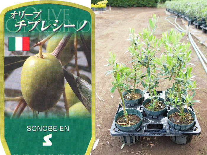 送料無料 オリーブ　チプレッシーノ　6寸　5鉢セット オリーブの木 苗木 鉢植え
