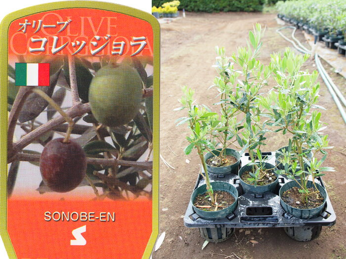 送料無料 オリーブ　コレッジョラ　6寸　5鉢セット オリーブの木 苗木 鉢植え