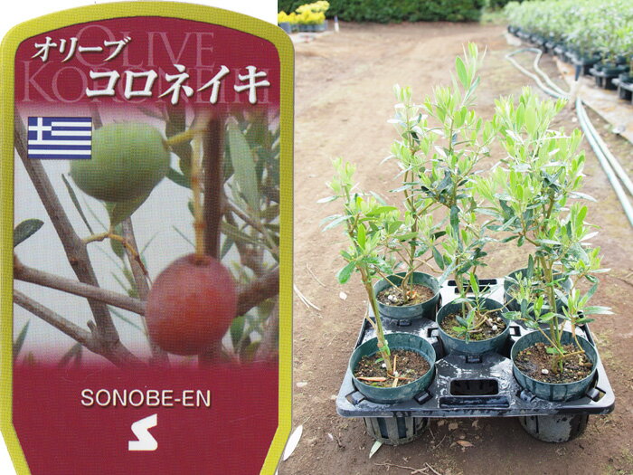 送料無料 オリーブ　コロネイキ　6寸　5鉢セット オリーブの木 苗木 鉢植え