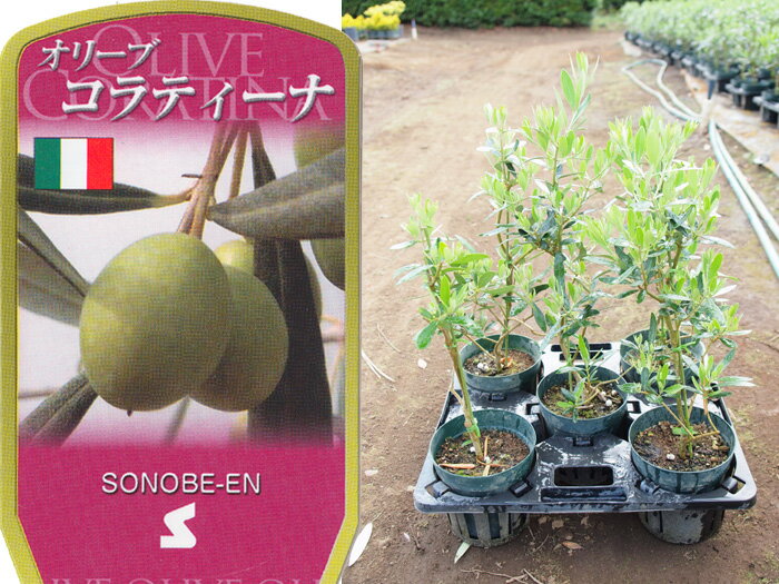 送料無料 オリーブ　コラティーナ　6寸　5鉢セット オリーブの木 苗木 鉢植え