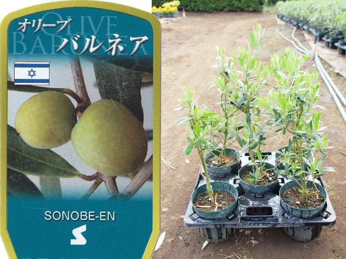 送料無料 オリーブ　バルネア　6寸　5鉢セット オリーブの木 苗木 鉢植え