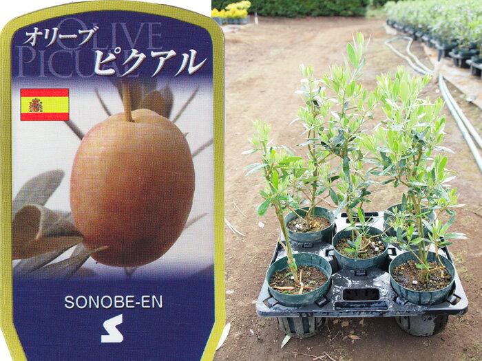 送料無料 オリーブ　ピクアル　6寸　5鉢セット オリーブの木 苗木 鉢植え