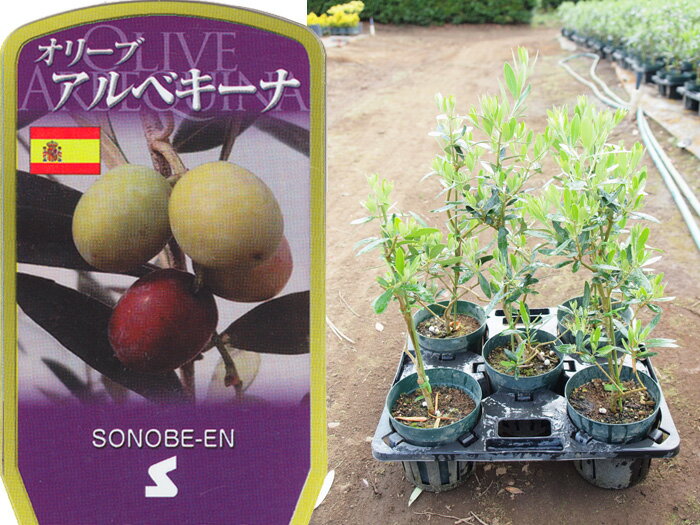 送料無料 オリーブ　アルベキーナ　6寸　5鉢セット オリーブの木 苗木 鉢植え